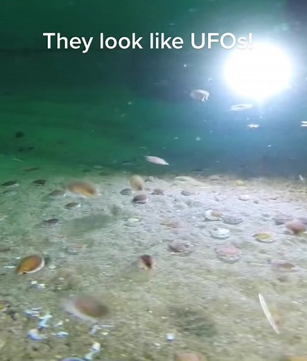 How Clams Swim: The Art of Shellfish Movement Explained