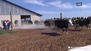 Dairy cows jumped in excitement as they headed out to the pastures for the first time after a long, cold winter. 😄🐮 https://trib.al/gvy5Pa0 | AccuWeather