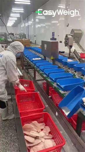 High-Speed Frozen Fish Fillets Grading Machine – Circular Multi-Level Weight Sorter