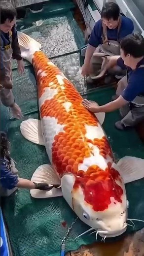 World’s Largest Koi Fish Ever Caught!? #KoiFish #BiggestCatch #WorldRecord #GiantFish #FishingLife