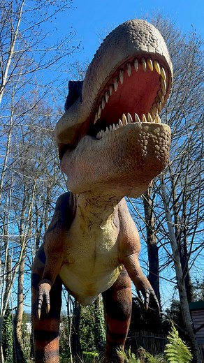 Step back in time and embark on an EPIC adventure at Dublin Zoo! 🦕 Explore Zoorassic Trail, featuring over 40 hyper-realistic animatronic dinosaurs, while discovering over 400 majestic modern-day animals on your adventure. 🐘 With a towering Brachiosaurus standing over 65 feet high and a 40-foot-tall T.rex, this ROAR-some trail is one you don’t want to miss! 🐾 Book your ticket now and experience the ultimate dino and wildlife journey! ✨🦖 | Dublin Zoo