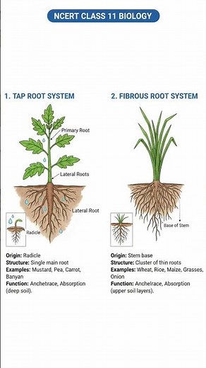 Tap Root vs Fibrous Root System | NCERT Class 11 Biology 🌱🧬