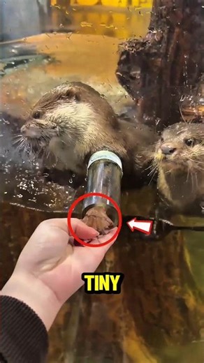 Hungry Otter Tries to Steal Meat Through the Glass 😳🦦 Clever Otter Moment