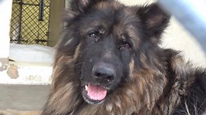 8.5K views · 114 reactions | RESCUED - moved to SAFE Album on 10/14...