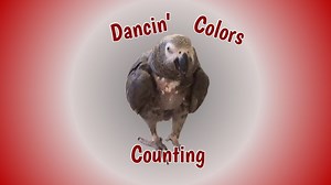 41K views · 2.5K reactions | Enjoy hilarious and heartwarming moments with Einstein the parrot and his owner Marcia as they engage in playful conversations and dance-offs! Watch as Einstein showcases his colorful vocabulary and impressive dancing skills, bringing joy and laughter to everyone around. From mimicking tunes to counting and identifying colors, Einstein never fails to entertain. | Einstein the Talking Texan Parrot | Facebook