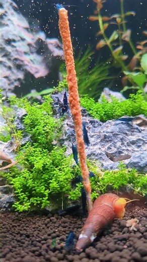 ASMR : Nourrissage des crevettes Neocaridina Blue Velvet aquarium apaisant #asmr #aquarium