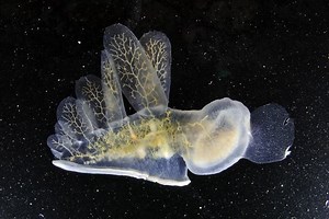 Melibe leonina - Alchetron, The Free Social Encyclopedia