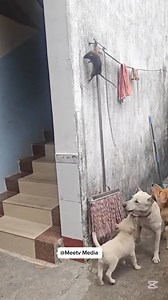 What do you think would happen to the rat | Mac Zeal | Facebook