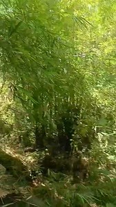 Saan napunta ang eleven milyon na pundo para sa slaughterhouse Nato bat di natapos!😁😁😁 | Ruben M. Gisma