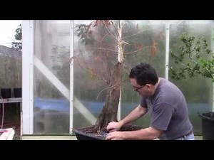 Bald Cypress Bonsai "Hollow-13" - Year 3 - Problems/Cleaning/Styling
