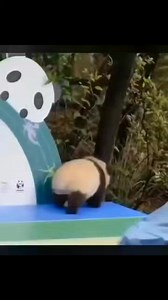 Panda asks for a hug from nanny after falling 🥺 #panda #cute #cuteanimals #animals | I'm Lovin' Animals