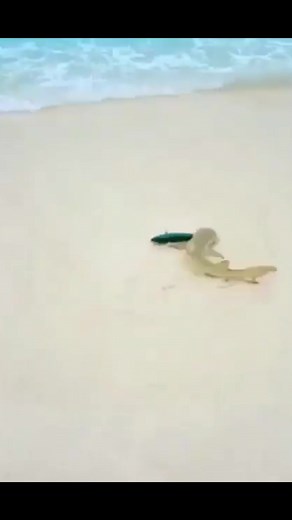 Baby Lemon Shark Feeding Frenzy in the Sea