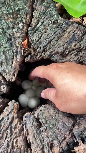 Phát hiện ổ trứng rắn hổ mang: Trứng rắn độc hay không?