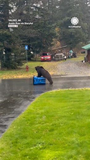 AccuWeather on Instagram: "A bear in Alaska tried to score a snack, but wound up giving the trash can CPR instead 🐻🗑️"