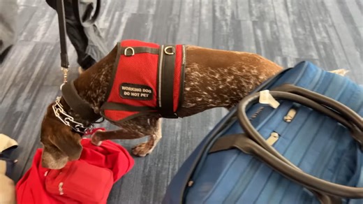 What cruise lines now ban that used to be allowed