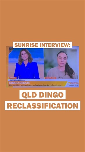 Last week our founder was interviewed on Sunrise regarding the Queensland Government’s proposed changes to biosecurity legislation that would see dingoes reclassified as domestic dogs - Canis familiaris. Dingoes are not dogs. They are behaviourally, genetically and evolutionarily distinct from domestic dogs and our legislation should absolutely reflect this. While the ACT government is working to ensure dingoes are recognised as native animals rather than pests — acknowledging their irreplaceabl