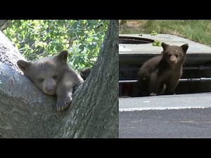 Bear cub freed from Monrovia storm drain, another refuses to leave tree