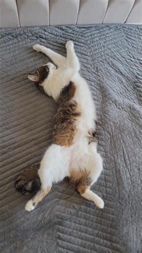 I thought my cat was sick… but the surprise was hilarious! 😹#cat #cute #viral