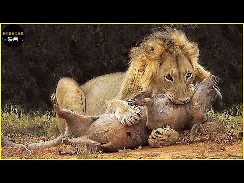 30残忍な瞬間ライオン攻撃イノシシ | 野生動物ドキュメンタリー