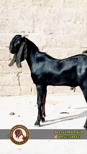 11 reactions | Beetal Male Kid l 酪 9527544433 #goatfatmingindia #excelgenetic #beetalgoatindia #goatfarmingtraning #BeetalGoat #ExcelAgroServices #goatlover | Excel Agro services | Facebook