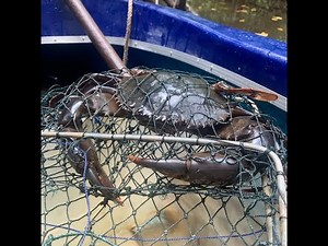 Mud Crab Catch and Cook 6 ✅ |4K| |Mud Crab in Australia | Mud Crab Hunting | Mud Crab Farming