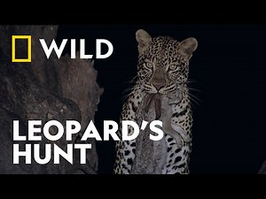 The Leopard’s Hunt | Hostile Waters | National Geographic WILD UK