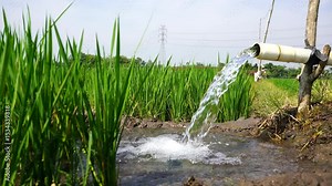 Irrigation of rice fields using pump wells with the technique of pumping water from the ground to flow into the rice fields. Pumping water through plastic PVC pipes from underground using electric.