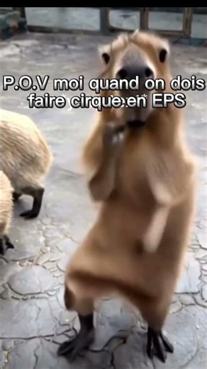P.O.V moi en EPS quand on doit faire cirque