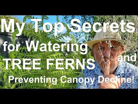 How to Water Tree Ferns 'Dicksonia antarctica' The Right Way!