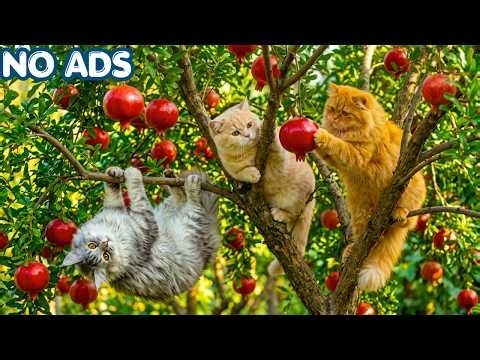 Cat Relaxing Music 🐱 12 Hours of Soothing Sleep Sounds for Calm & Happy Cats 😻 Cat TV