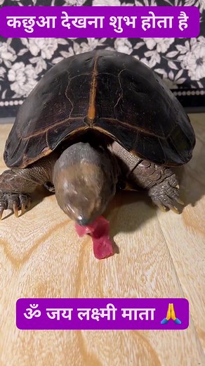 #fbreels2025ツ #viralpost2025シ #reelsdaily #reelsvideo #trendingreel #turtletok #turtlesoftiktok #usareels #petturtle #fb #turtles #turtlepower #turtlelove #turtlesofinstagram | Trending party