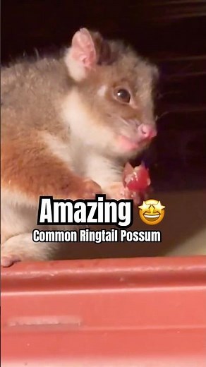 Possum Playtime: Cutest Moments Caught on Camera!