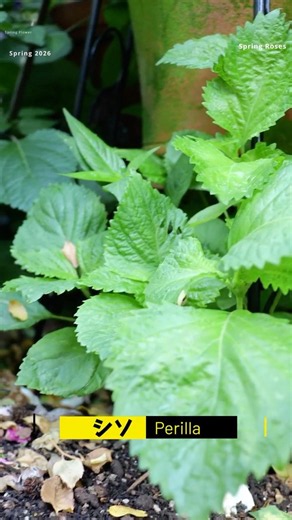 Perilla (Shiso) - May 30, 2026 - May 25, 2026 - 9 varieties of roses and edible plants