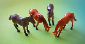 My Little Horsey: The Cost of Raising a Miniature Horse