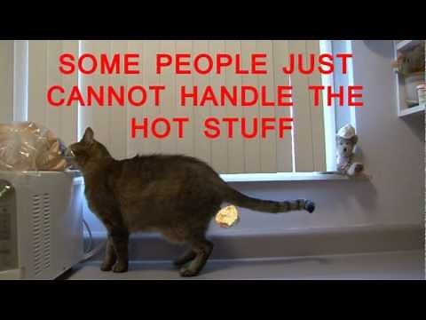 Incredible Cat Farts Out Fire!!!