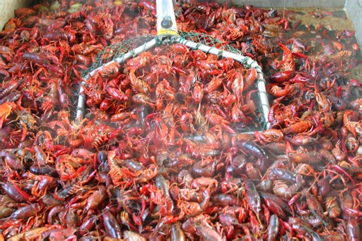 Louisiana crawfish expert gives outlook on upcoming season