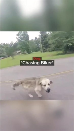 Dog Owner threatens Biker😳