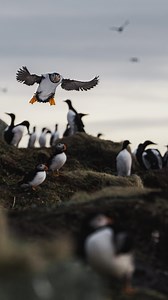 46K views · 430 reactions | ~ Fly by  A constant stream of guillemots and puffins arriving back to their nest from their daily fishing trip to the ocean.  Northern Norway  #norway #puffin #bird #ocean #art #animals #wildlife | Konsta Punkka Wildlife Photography | Facebook