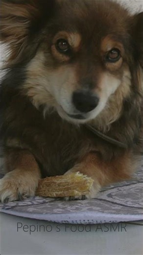 Dog ASMR | Hard Crunch Chewing Sounds (No Talking)