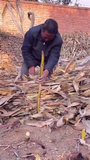 Knowledge of Corn Stalk Bundling Technology