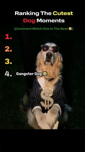 Ranking Types of Dogs 😂🐶 (We All Know #2)