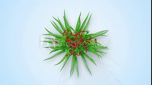 Montbretia plant growing from a small plant to an adult. 3d rendering with alpha channel. Camera from a high angle