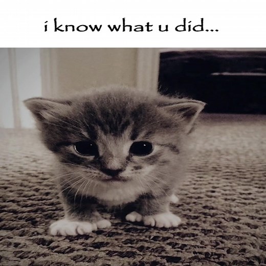 Cat Meme Compilation: We Know What You Did
