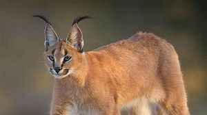 Caracal