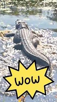 KIDS! 🐊REAL ALLIGATORS right in front of us! 😲 #gatorencounter #viral #shorts