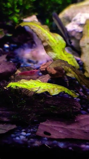 Adding Zebra Danios to my Shrimp tank#aquarium #planetaquarium #subscribe #india #bharat #fish