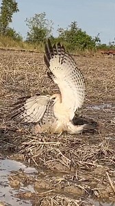 10M views · 51K reactions | falconer attacks bird  #falconry #falcon #hawk #bird #raptor #wildlife #nature #conservation #education #training #hunting #sport #hobby #passion #love #respect #wildfalconry #birdofprey #freedom #soaring #freedomofflight #birdattack #birdattacks | Anime | Facebook