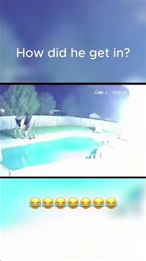 My Security Camera Caught a Moose in My Pool... Wait For The Ending 😂