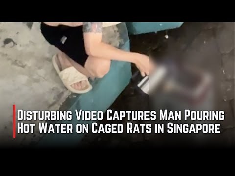 Disturbing video captures man pouring hot water on caged rats in Singapore
