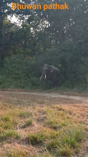जब सफारी के दौरान एक जबरदस्त वाले तस्कर गाड़ी के सामने आ गया